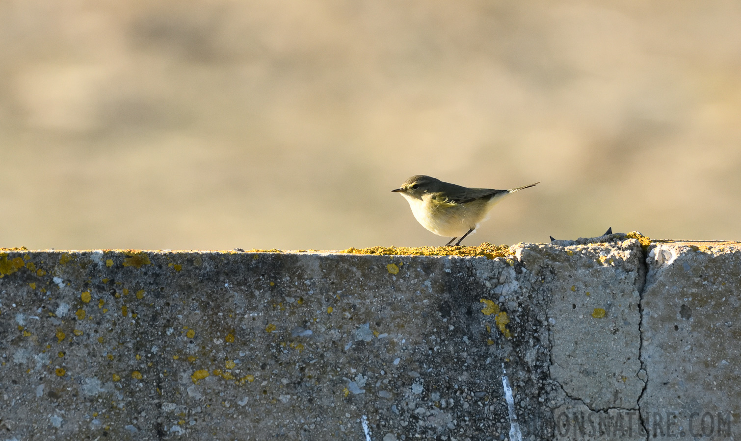 Phylloscopus ibericus ibericus [400 mm, 1/1250 Sek. bei f / 8.0, ISO 1600]